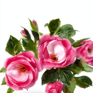 Search Press Watercolor Painting Book 30 Minute Artist-0